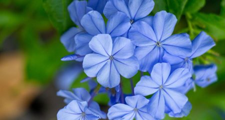 fleurs_jack